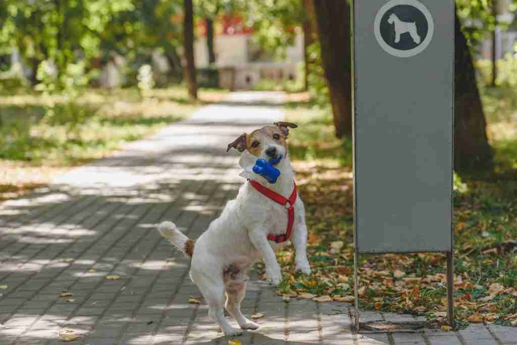 Dog Park Rules