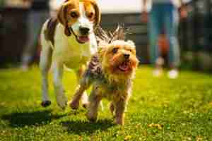 Dog Park Schedules